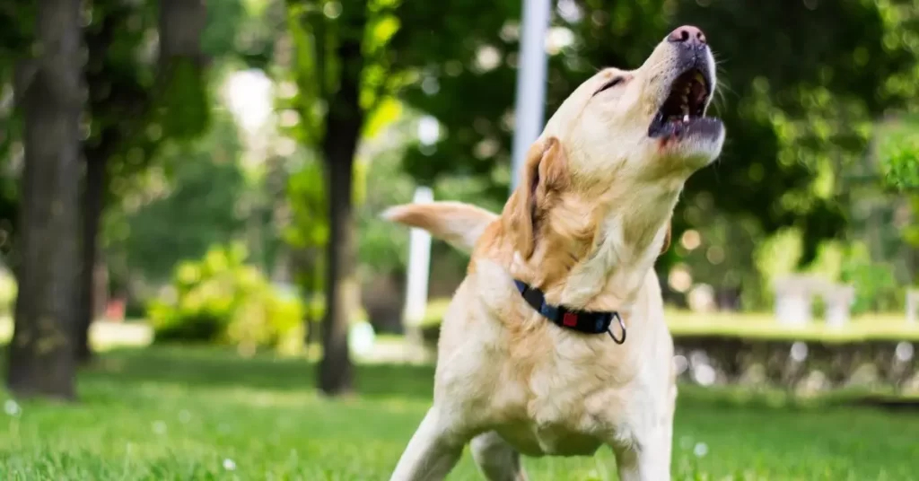 Common Behavior Challenges in Dog Training