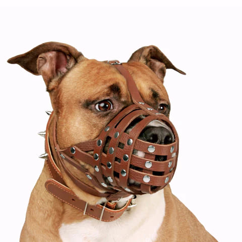 a brown color dog wearing a brown leather muzzle