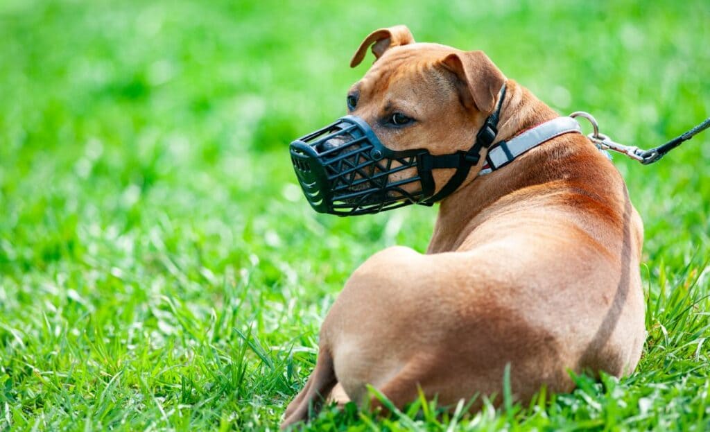 Pitbull terrier in muzzle