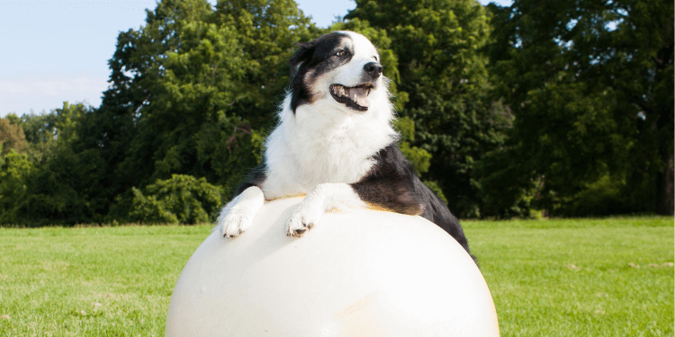 dog is sitting on a big white ball