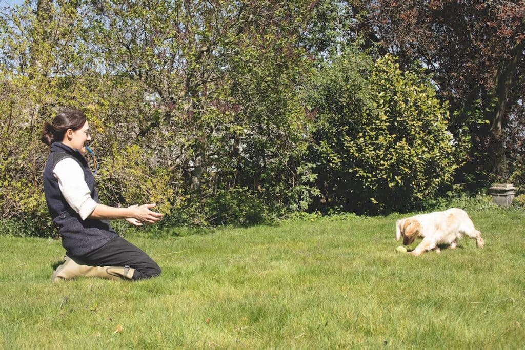 15 Basic Dog Commands to Master