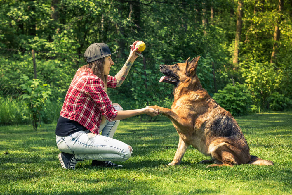 Benefits of Bubble Theory Dog Training
