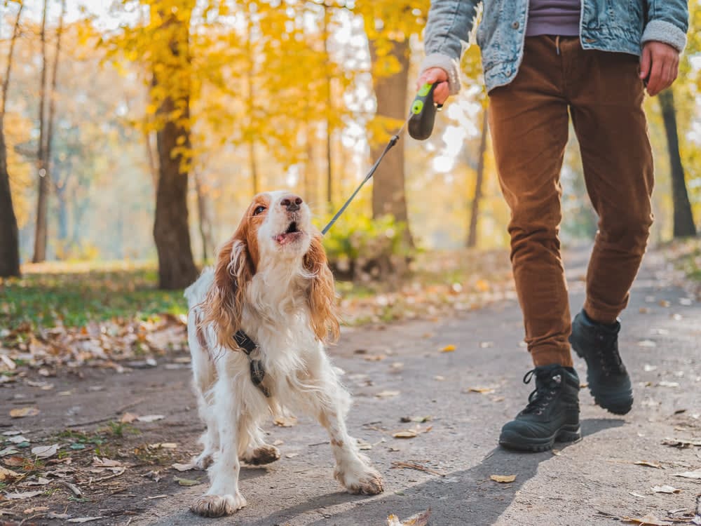 Causes of Leash Reactivity