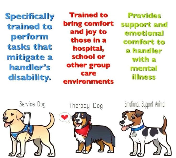 Difference Between Service Dogs, Therapy Dogs, And Emotional Support Dogs
