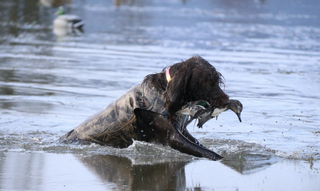 1. Duck Dog (Waterfowl Hunting)