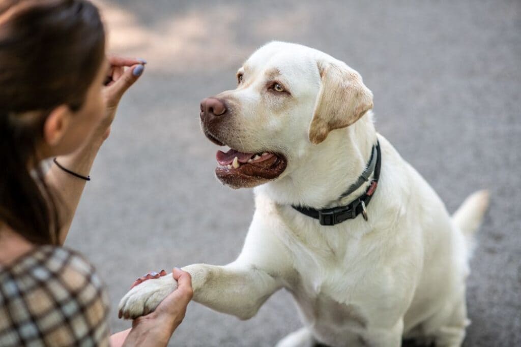 Emotional Support Dog Training: Teach Your Dog to be Your Companion