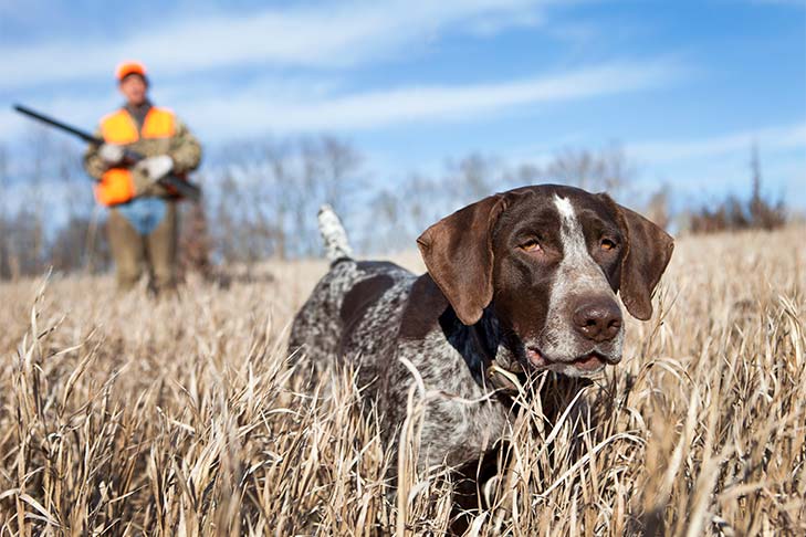 Grasping the Concept of Find and Retrieve Game in Hunting Dog Training
