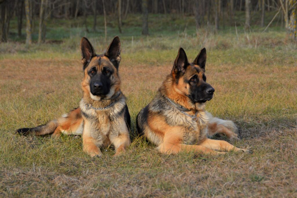 Guard Dogs: Ultimate Protection for Your Family and Livestock
