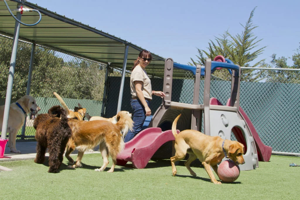 How to Choose the Right Dog Board and Train Facility for Your Pets?
