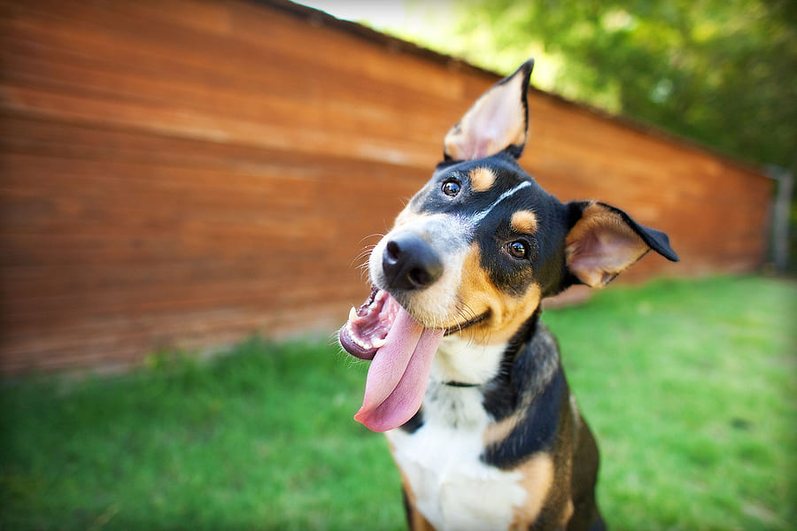 How to Identify if Your Dog is Deaf?
