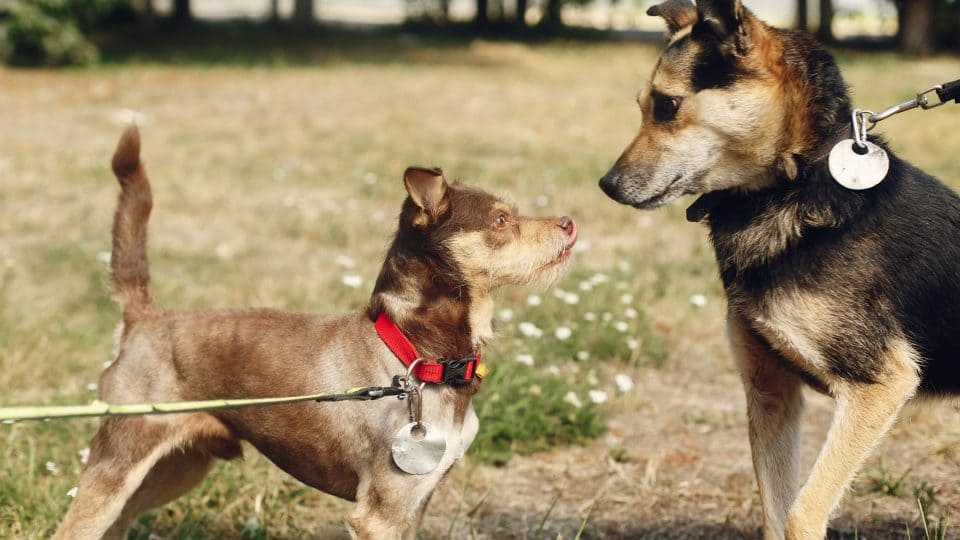 How to Identify if Your Dog is Leash Reactive?