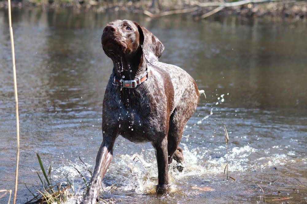 Hunting Types in Hunting Dog Training

