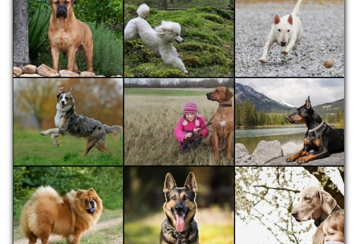 Ideal Breeds for Guard Dogs
