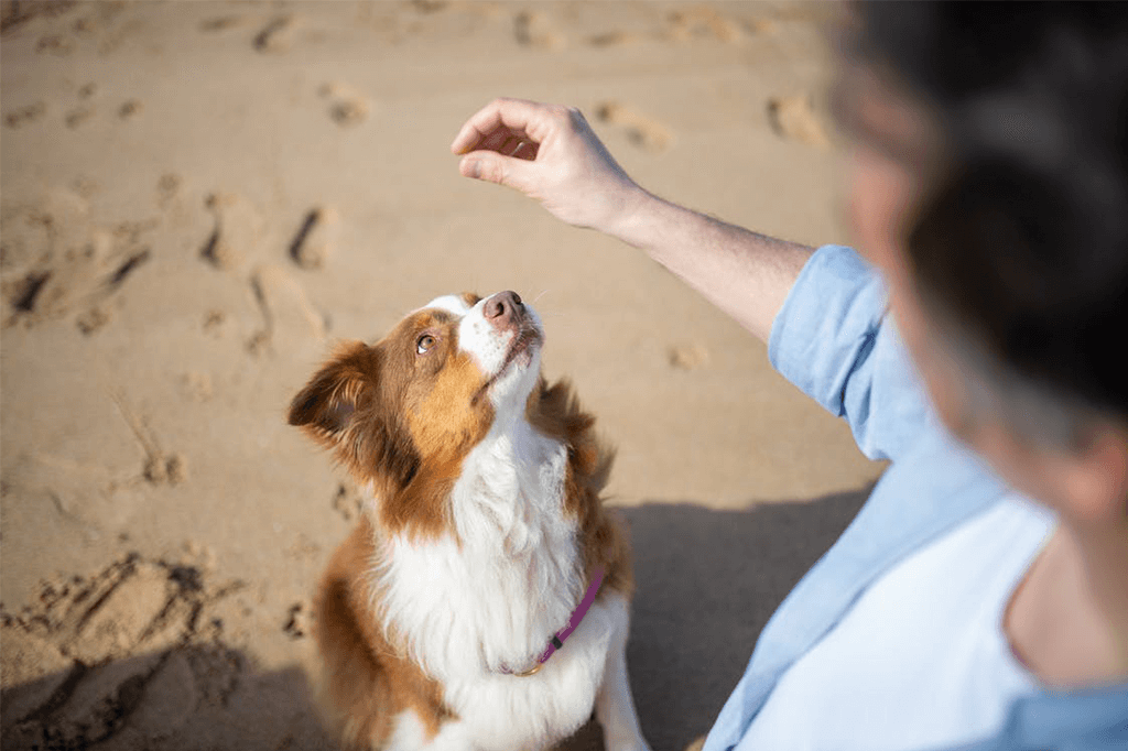 Important Dog Training Hand Signals
