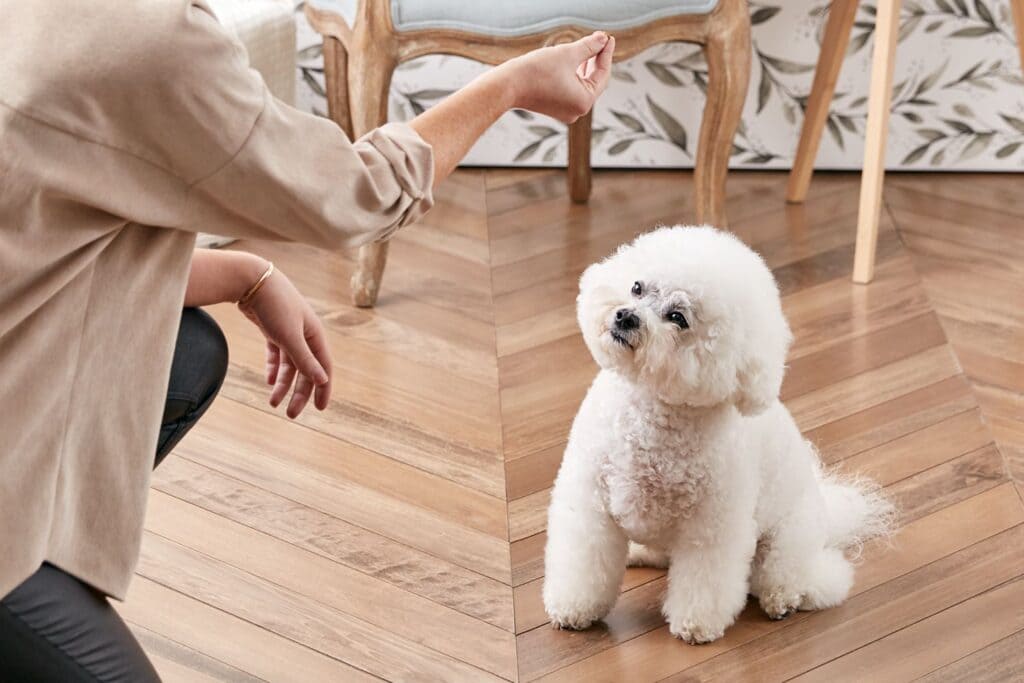 1. Sit Command: Basic Dog Commands