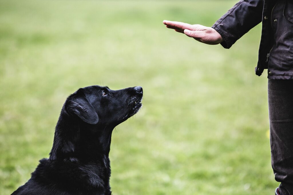 2. Stay Command: Important Dog Commands for Controlled Behavior 