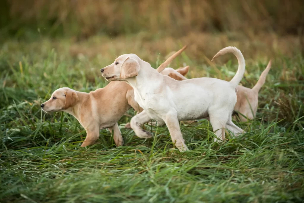 Steps in Hunting Dog Training
