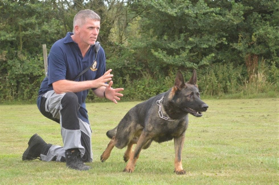 Understanding Protection Dog Training