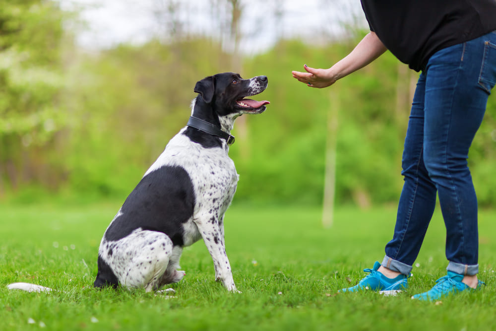 Understanding the Importance of Training and Dog Commands