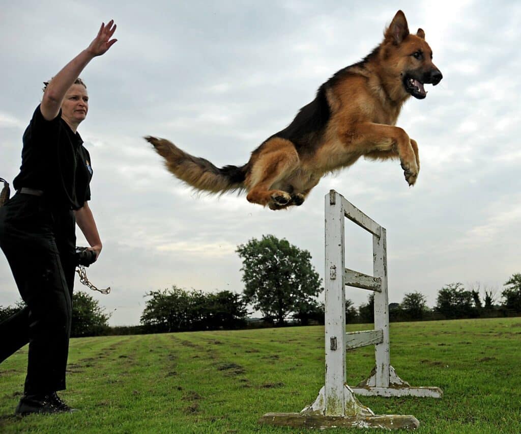 What Refers to Guard Dog Training?