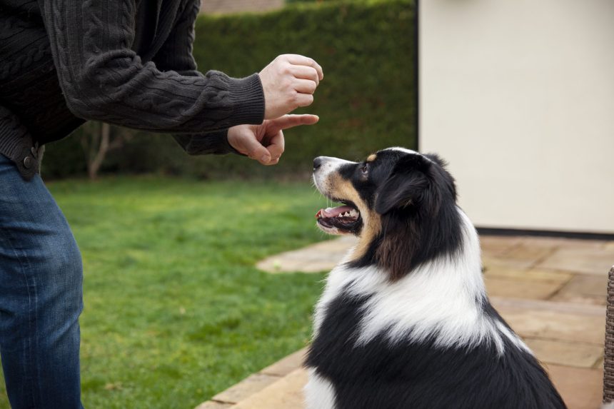 Why Hand Signals are Important in Dog Training