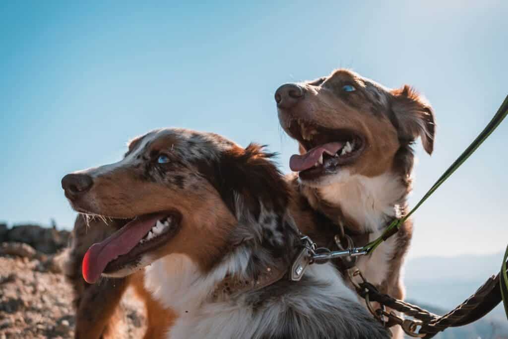 Why Is Addressing Leash Reactivity in Dogs Important?