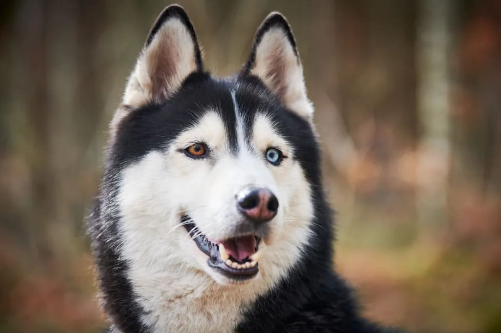 Siberian Husky