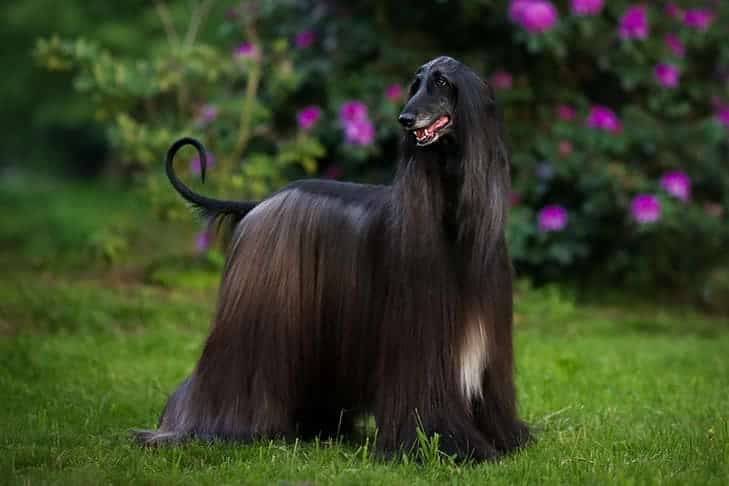 Afghan Hound standing in a garden