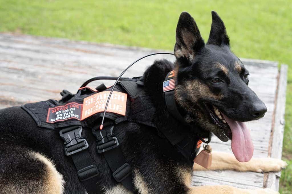 a black color rescue dog