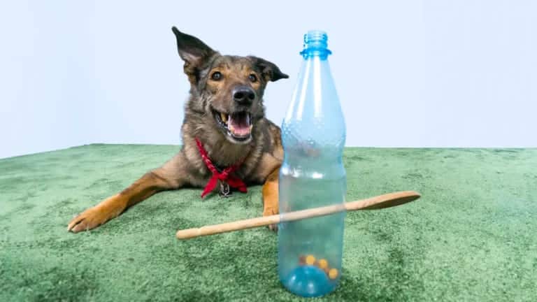 a dog actively engaged in bottle game