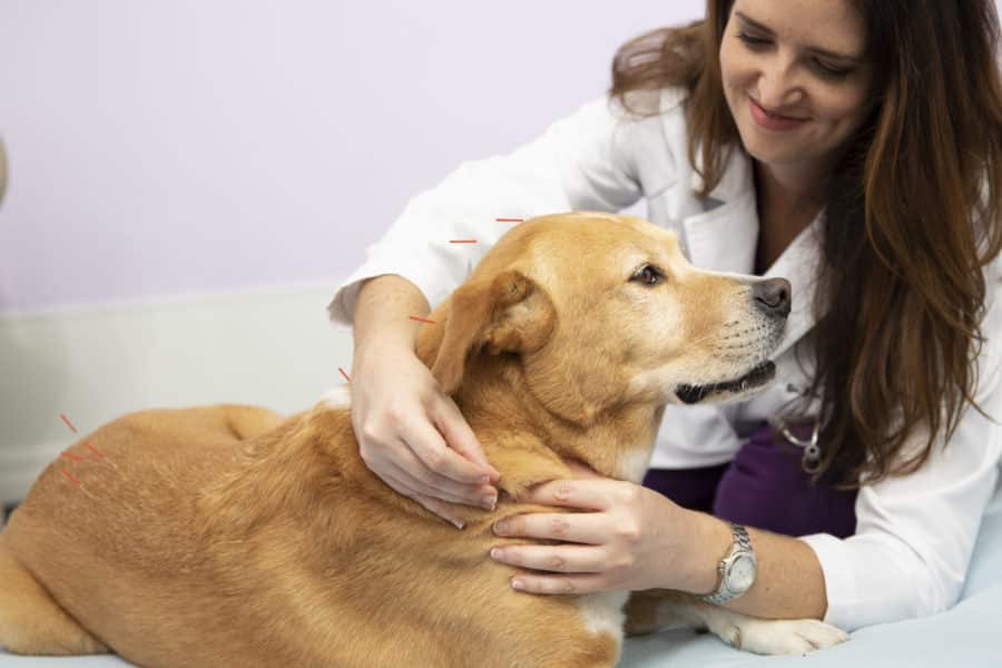 a dog and the doctor in dogs physiotherapy center