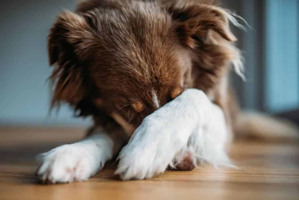 a dog covering his eyes