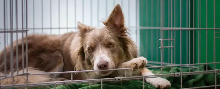 a dog in a crate