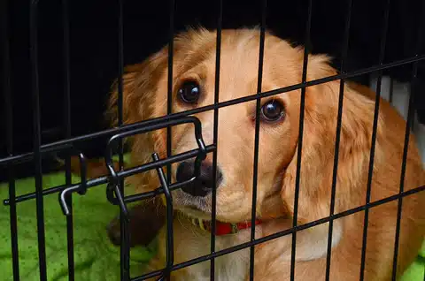 a dog in a crate