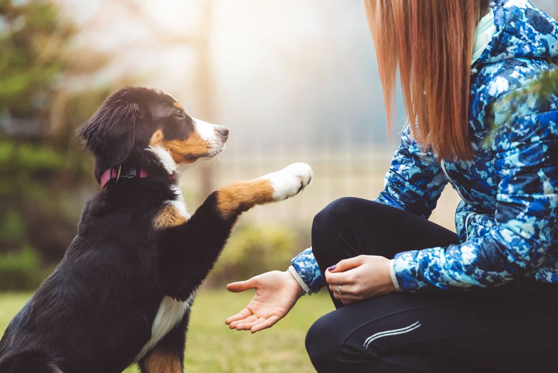 a dog shaking paw with a girl