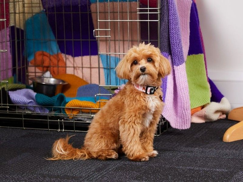 a dog sitting infront of a crate