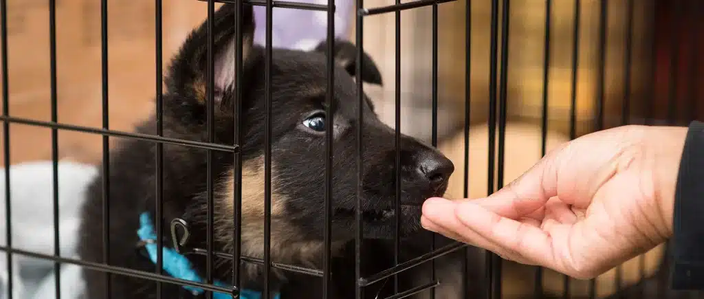 a person is giving something to dog and a black dog in a crate