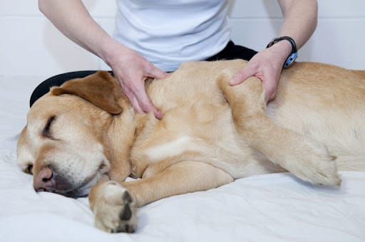 a person is treating his dog at home