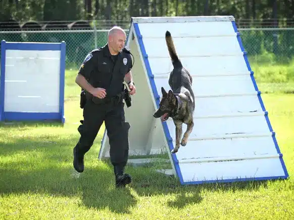 a police officer is training the police dog