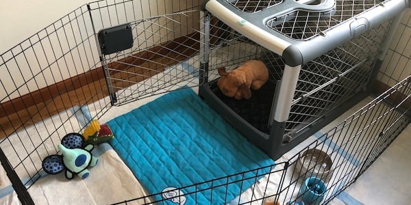 a puppy in a crate along with some toys and food pots