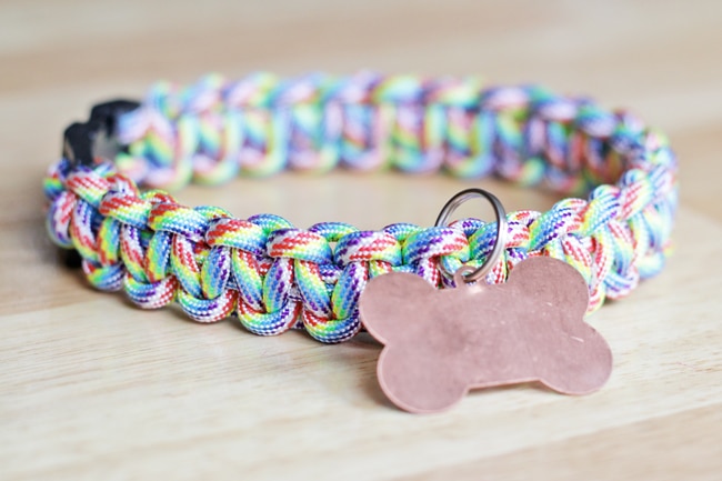 a rainbow collar with bone shaped keychain