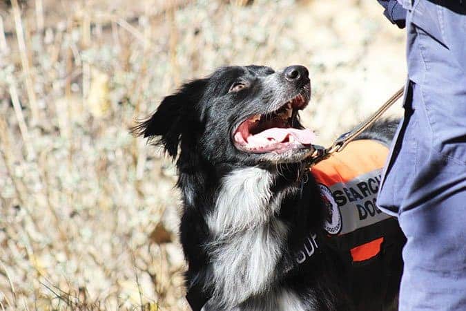 a search dog