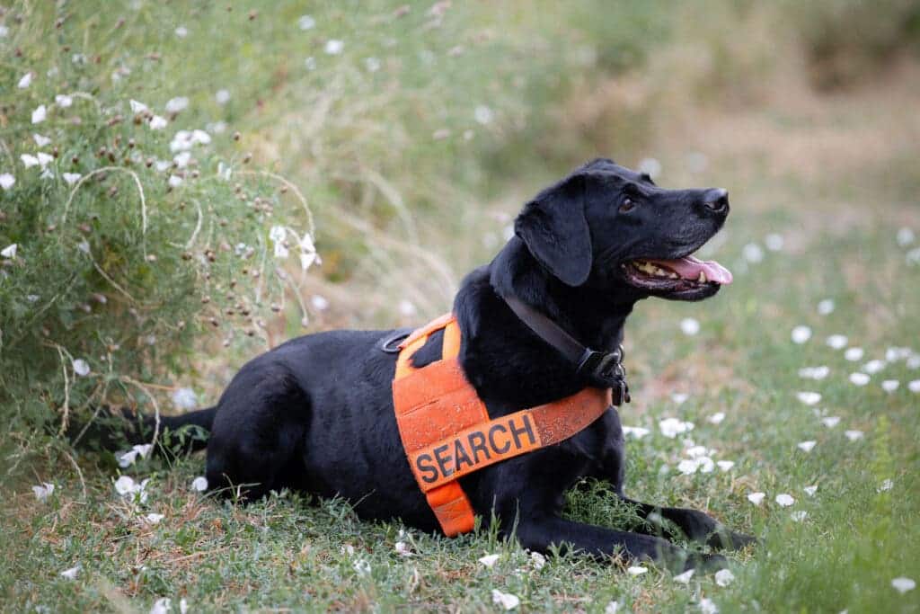 black color search dog sitting on a ground 