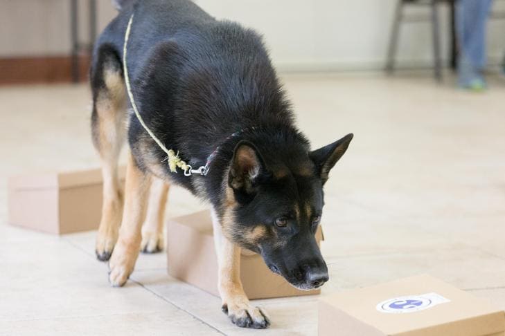 black dog sniffing different boxes placed on ground