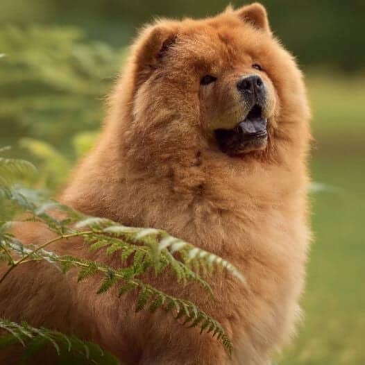 brown Chow Chow dog