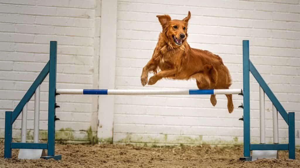 brown dog jumping off a hurdle in a ground