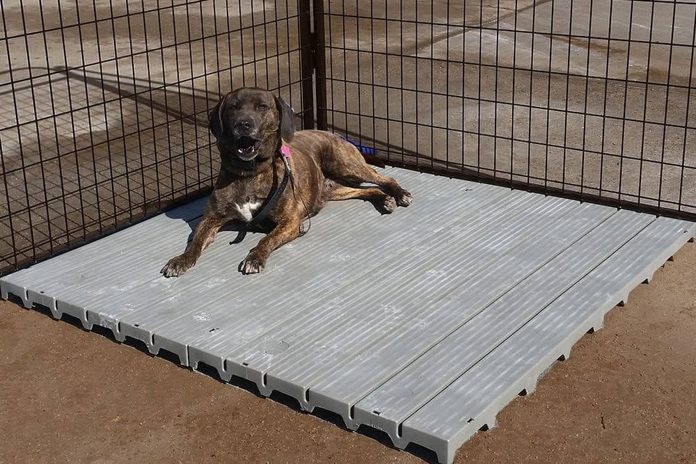 dog kennel with raised flooring