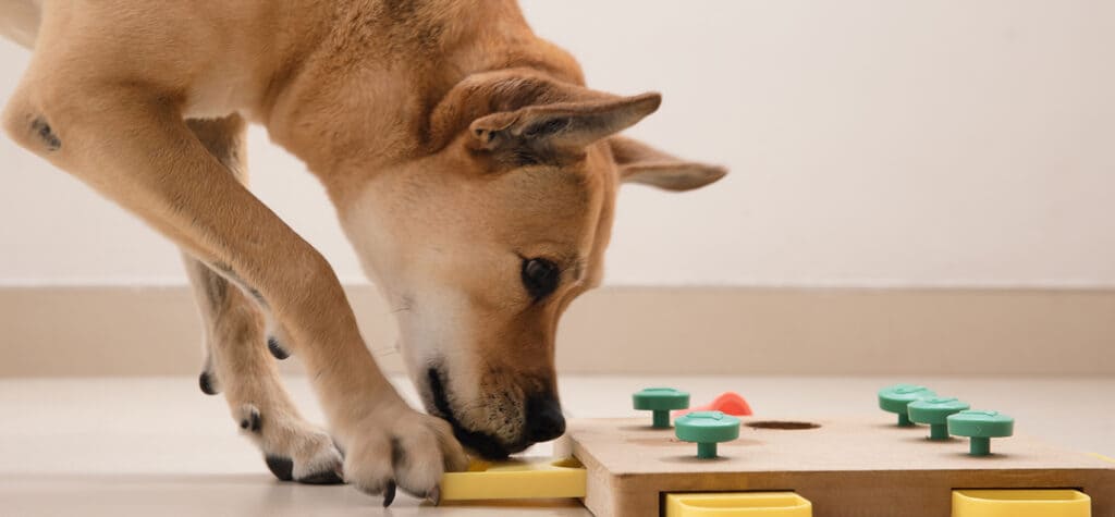 dog playing the puzzle game