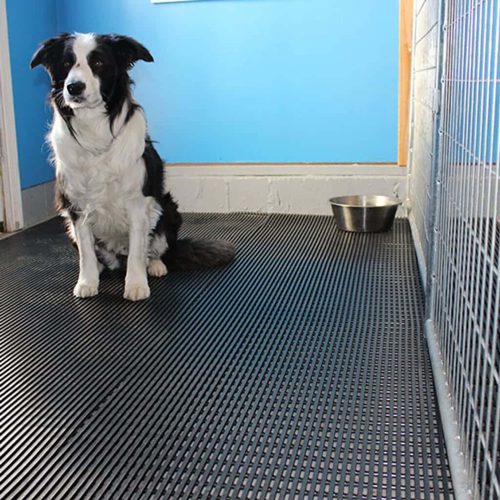 dog standing on a rubberized kennel