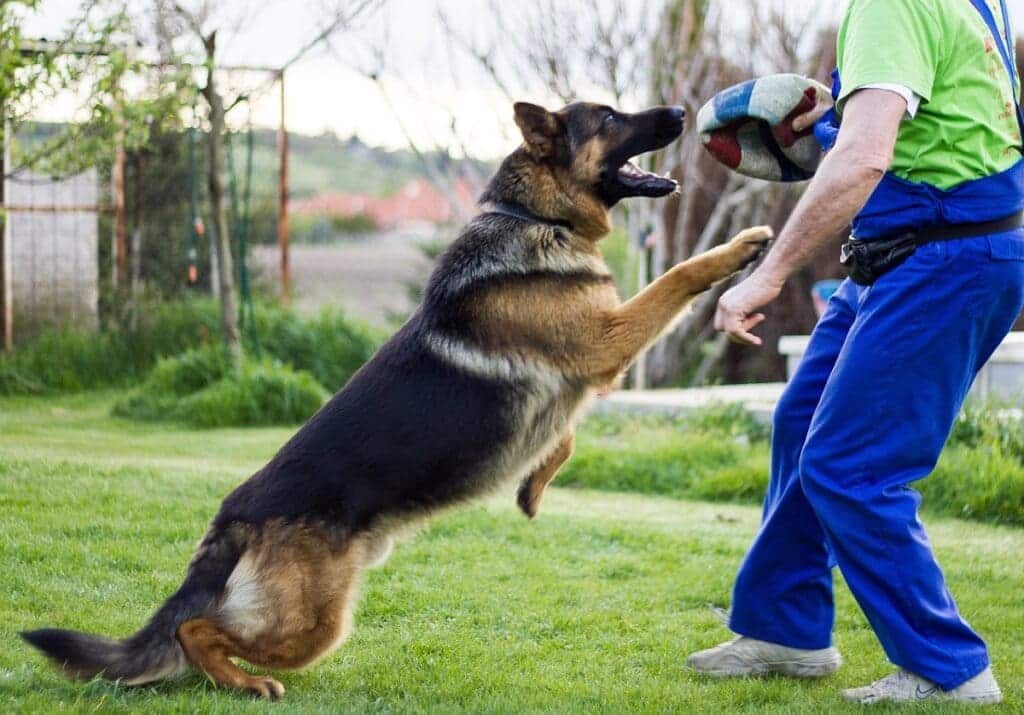 german shephered palying with the owner with ball